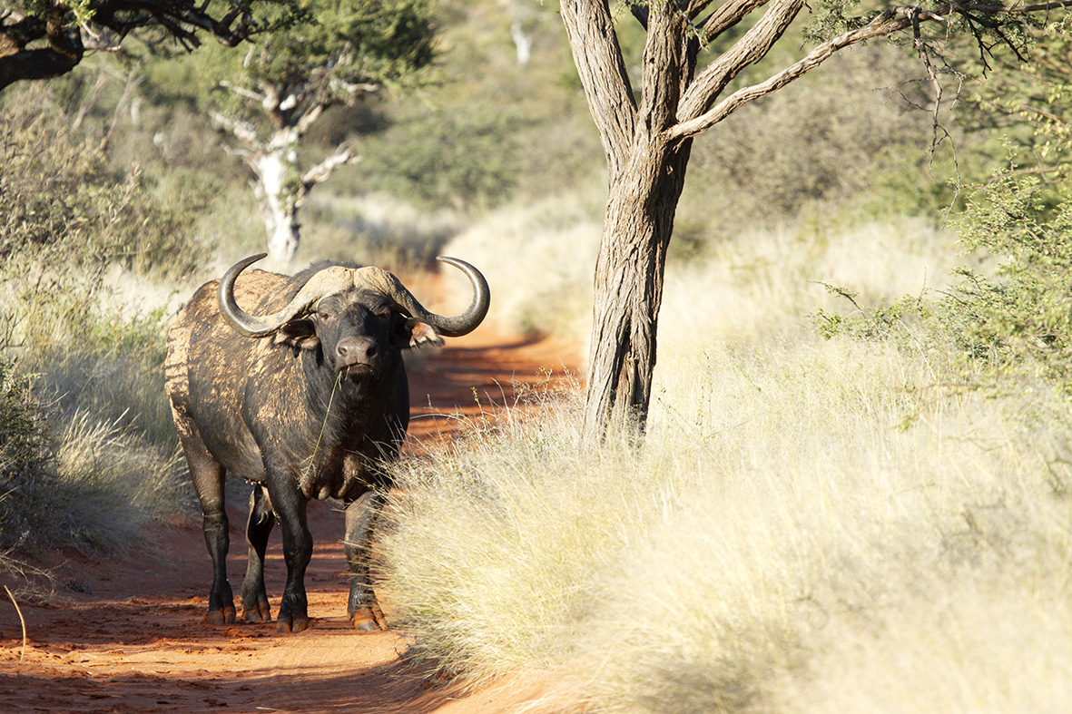 Male buffalo, Tswalu Kalahari, South Africa. 