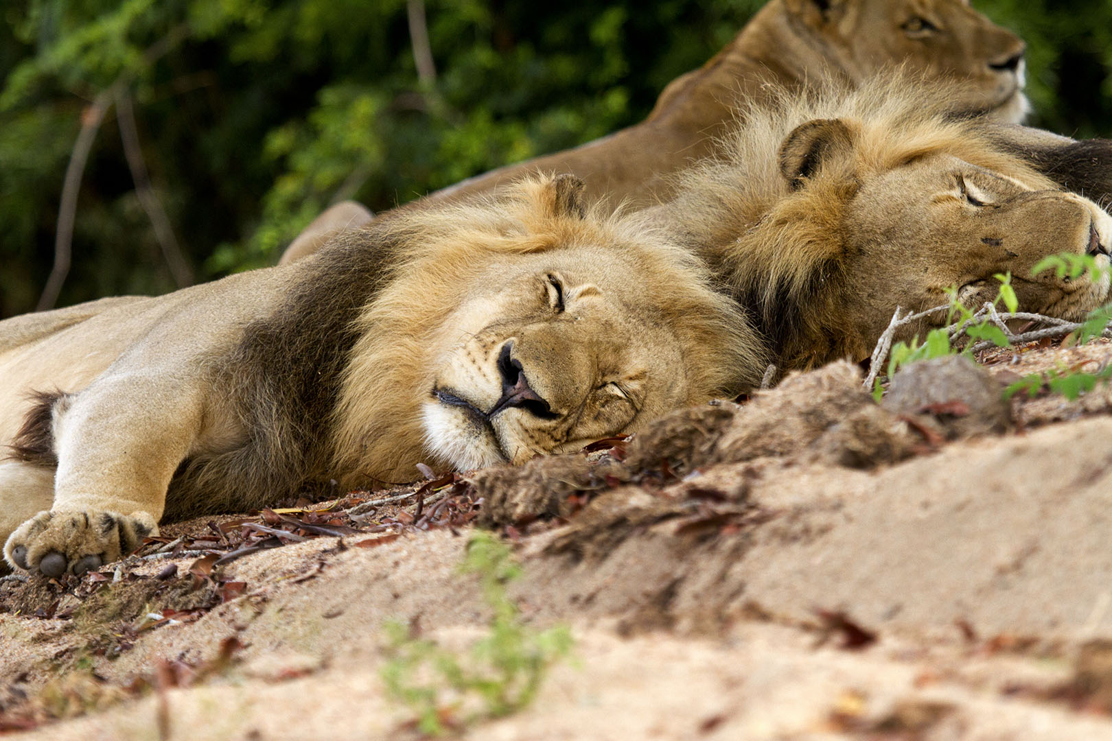 Lion sleeping, Sabi Sand Game Reserve, South Africa 