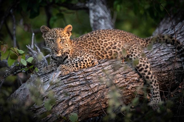 leopard
