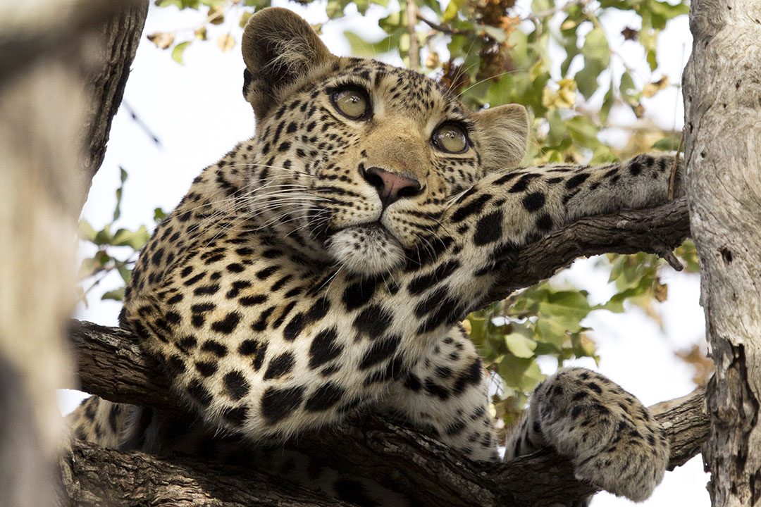 Leopard in the Sabi Sand Game Reserve, South Africa