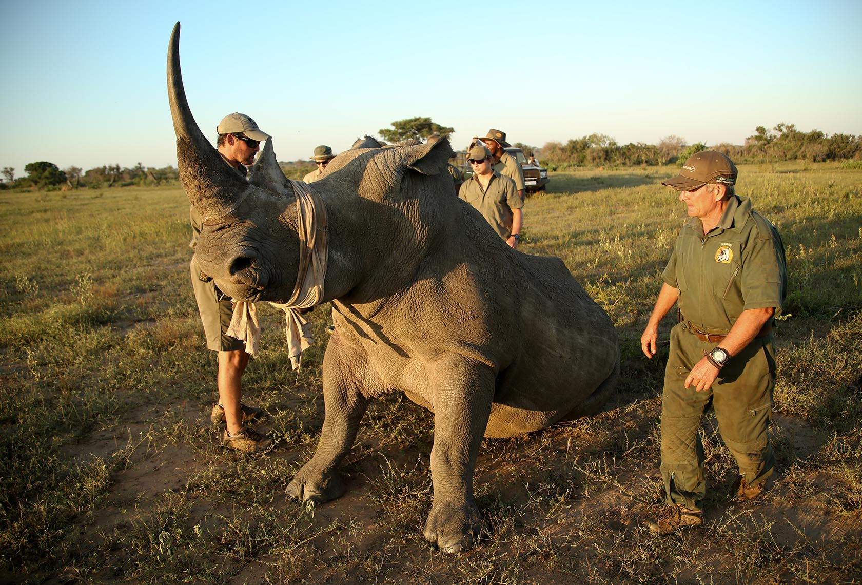 phinda rhino dehorning small