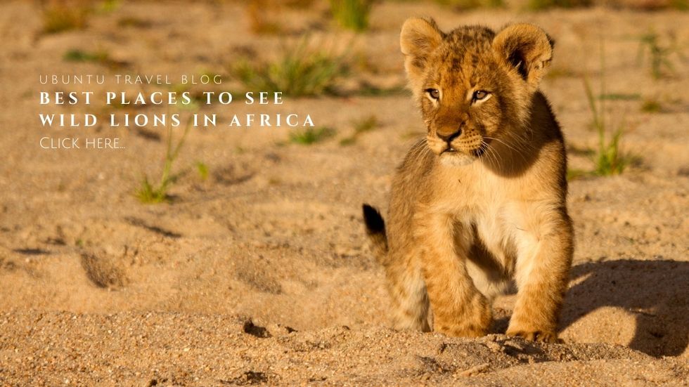 Blog Post - Best Places to See Wild Lions 