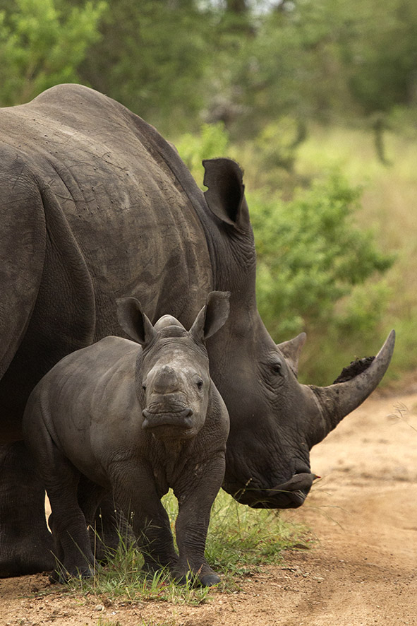 Rhino and calf, Sabi sand Game Reserve, South Africa. 