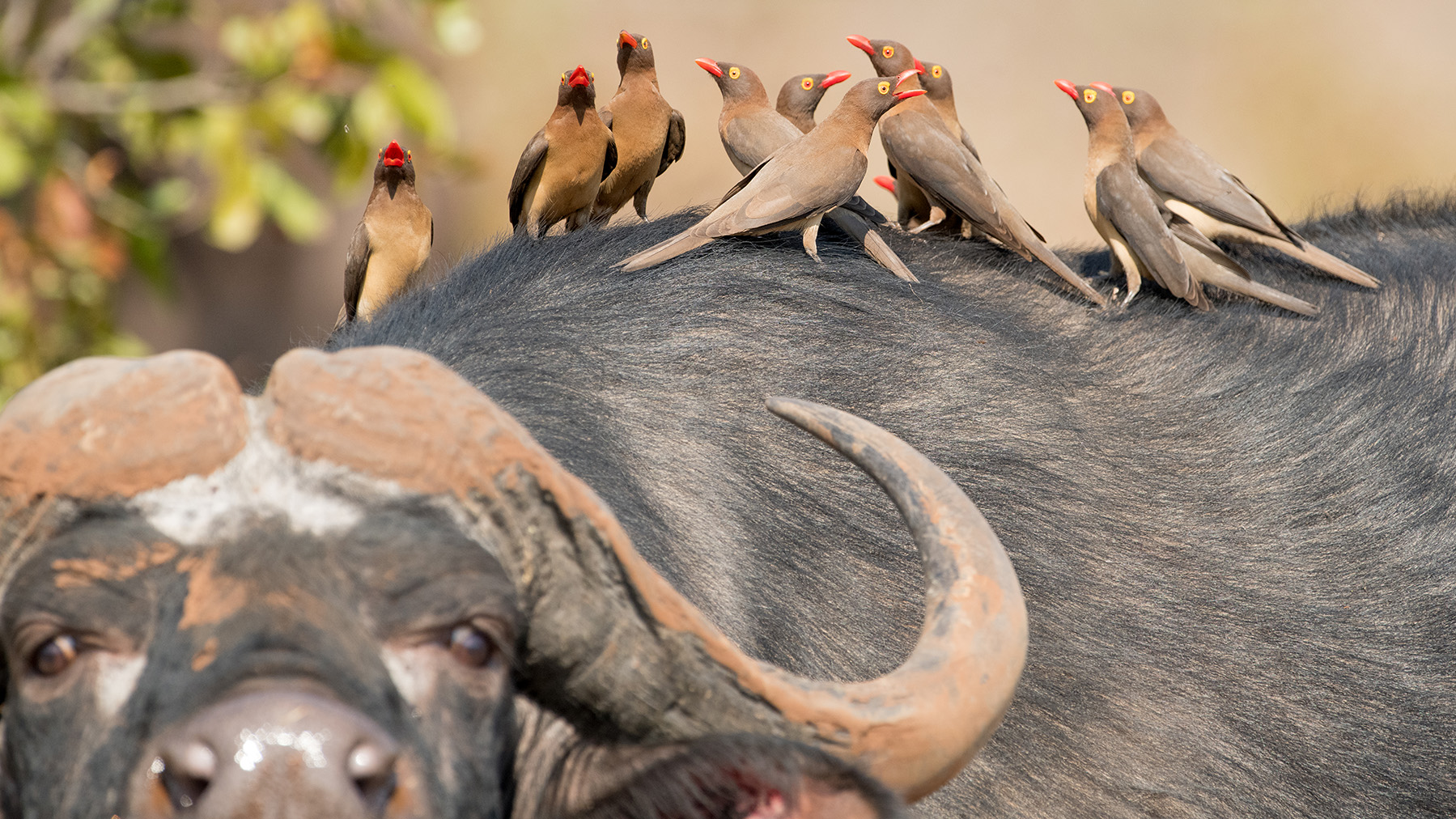 Singita Malilangwe, Zimbabwe. Buffalo and oxpeckers. 