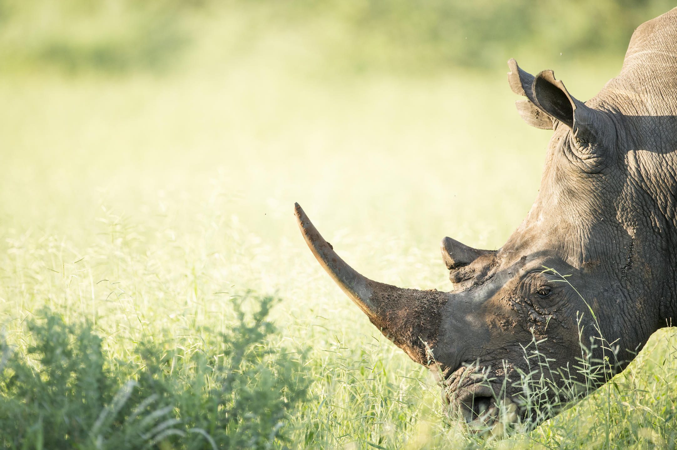 singita pamushana lodge 7