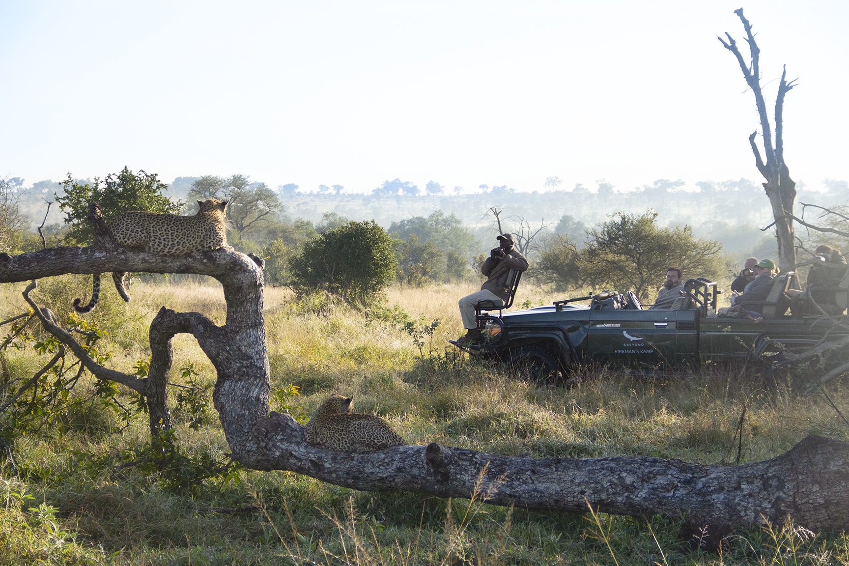 tengile leopard and cub 001 lr