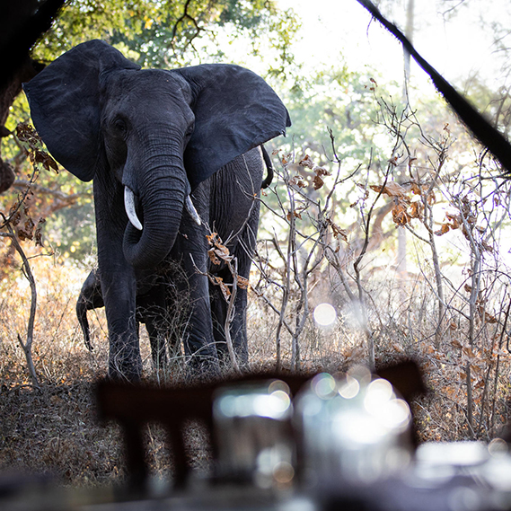 Remote Big Game & Pristine Beaches 