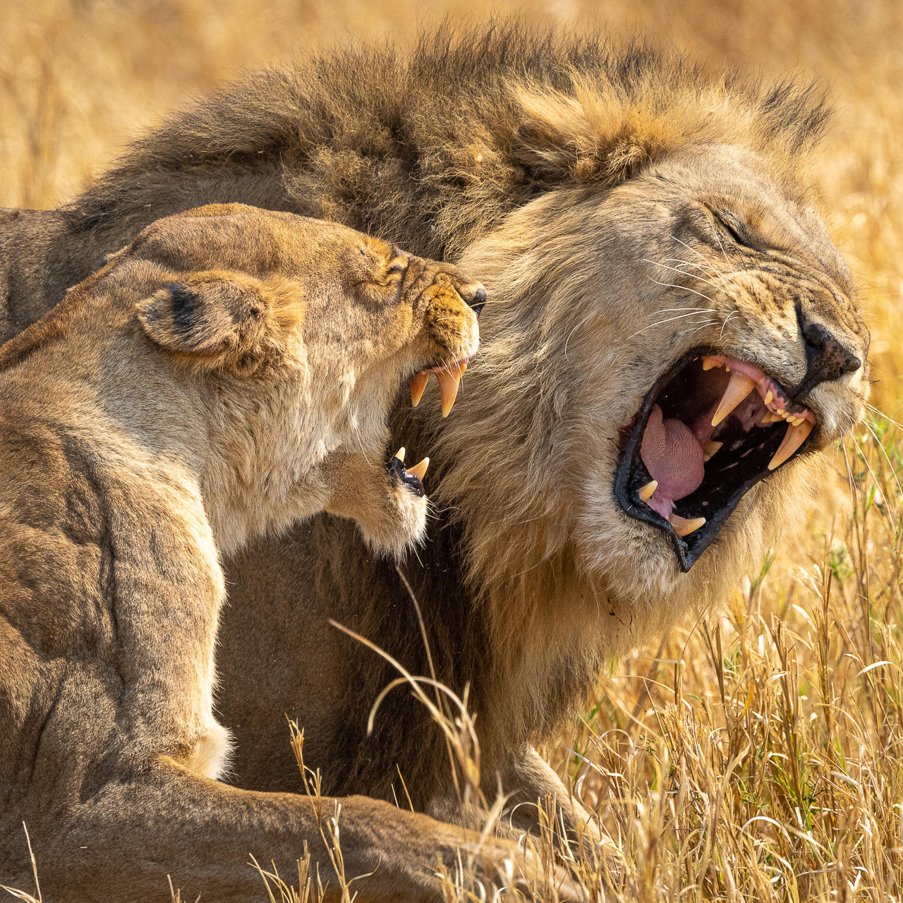 Nyerere, Ruaha & Fanjove Island 