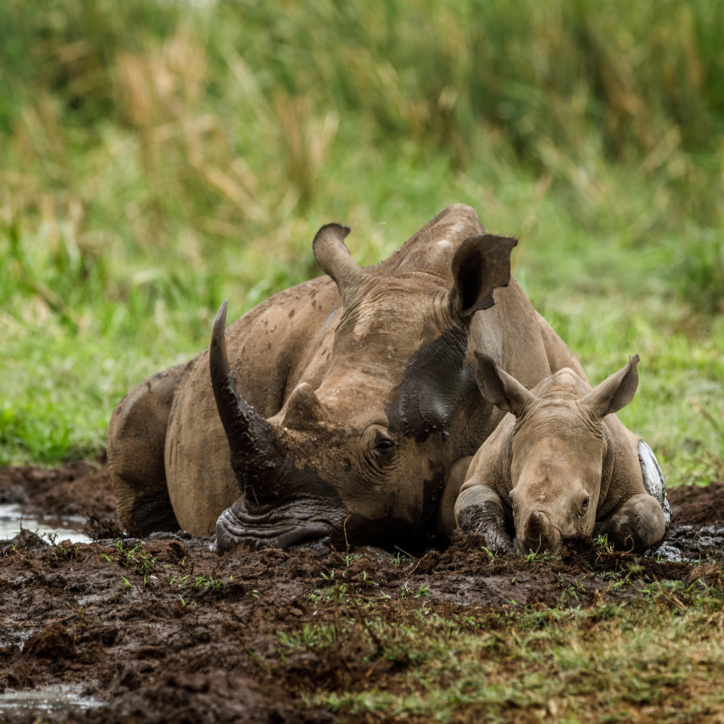 Elephant Conservation & Wilderness 