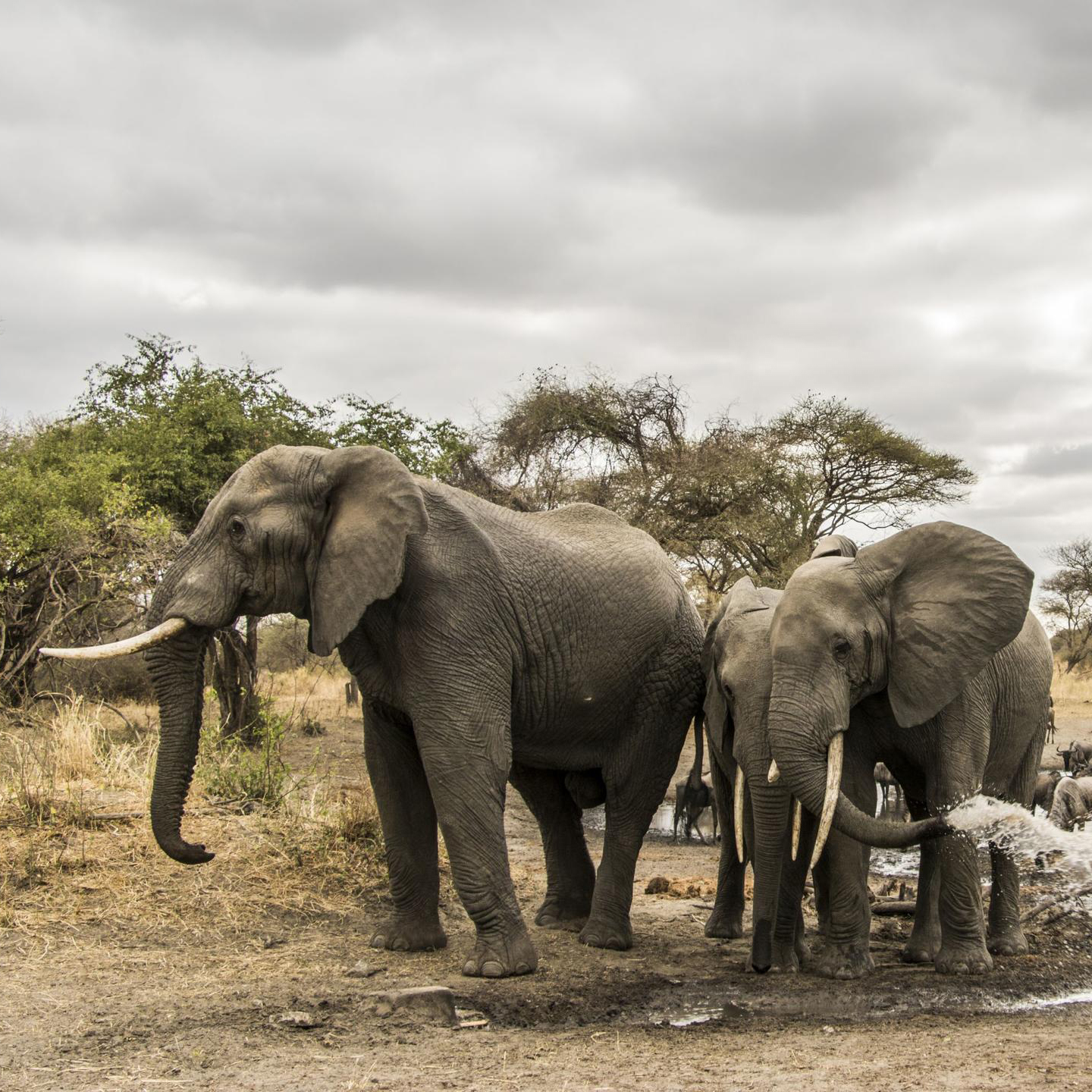 Great Migration & Mighty Elephants 