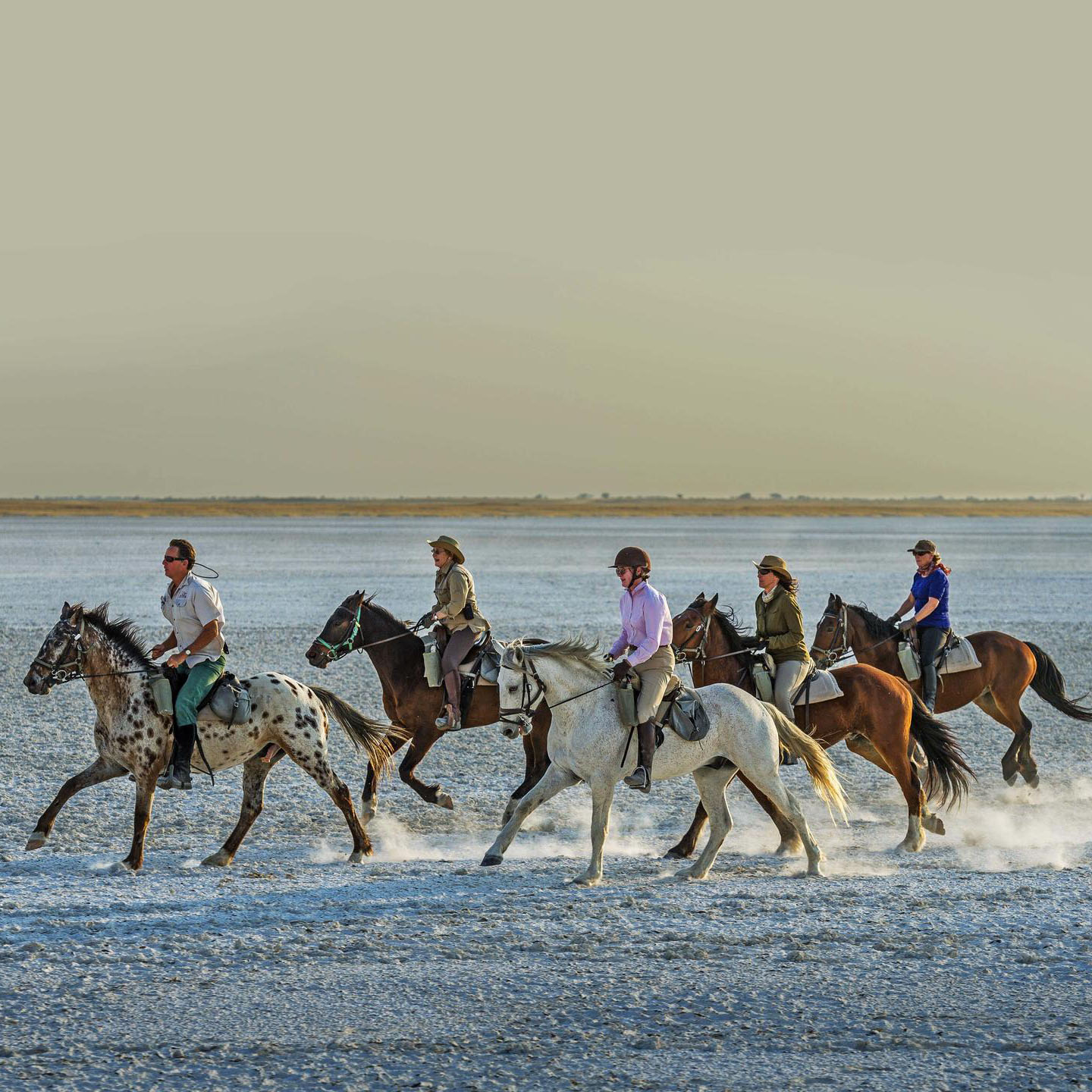 Zebra Migration Summer Safari