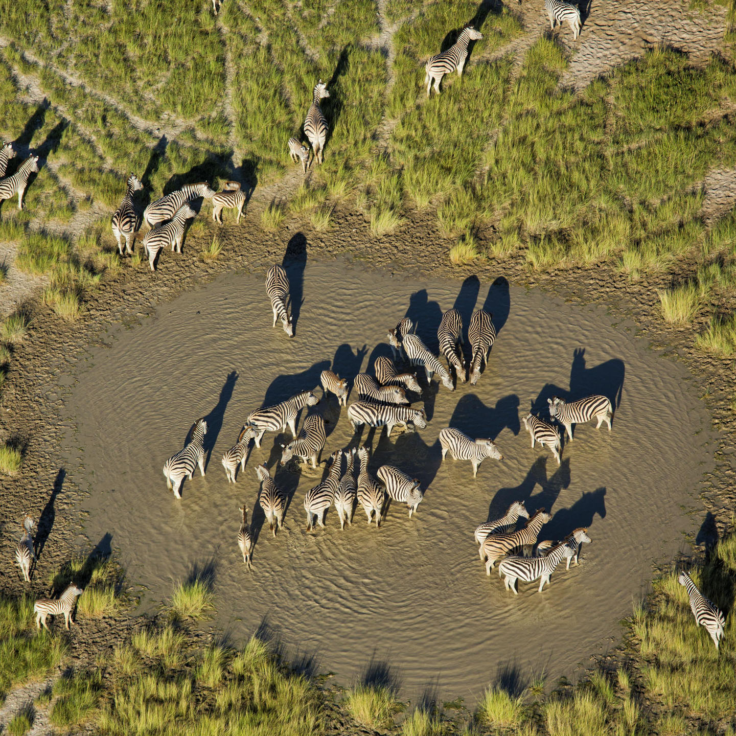  Zebra Migration Summer Safari