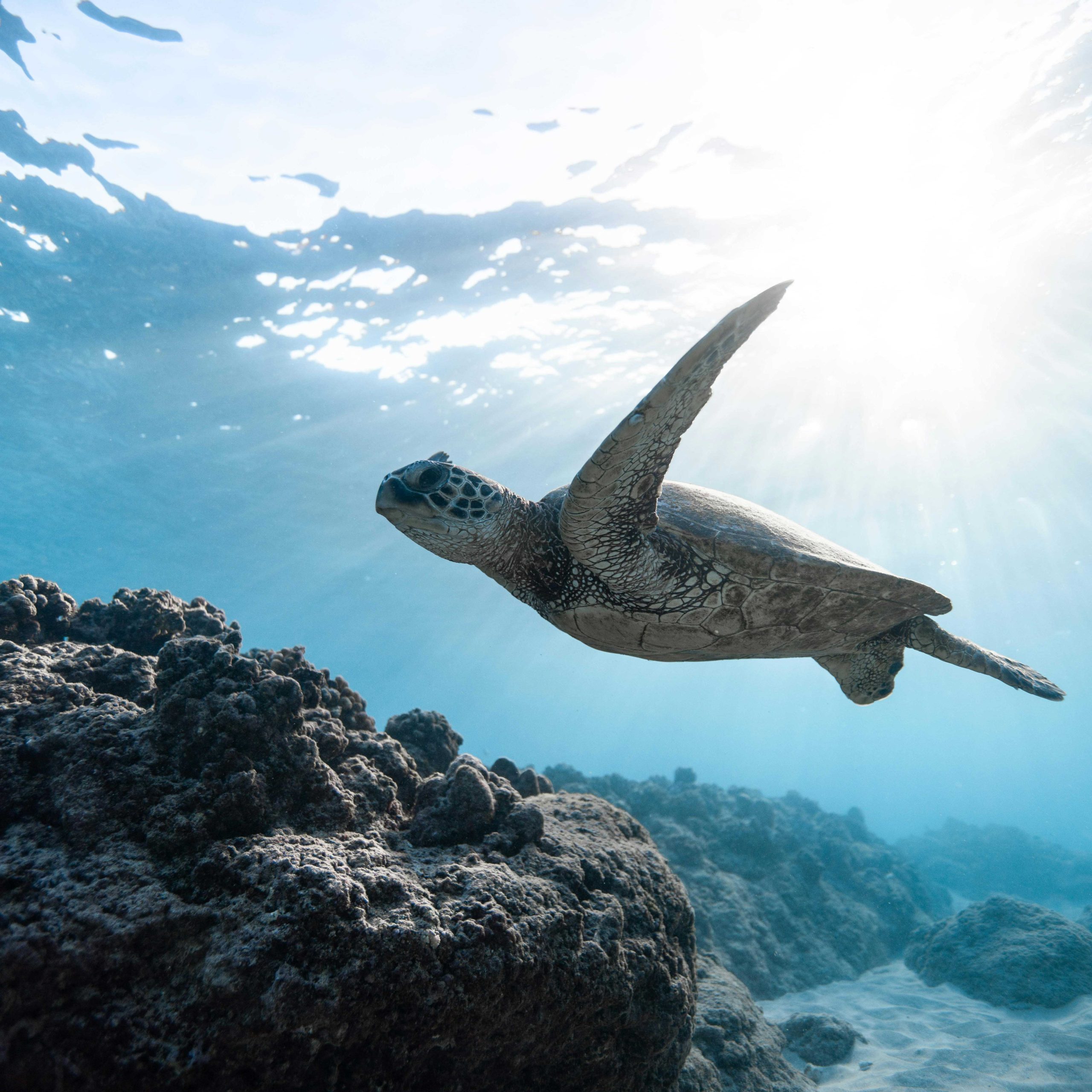 Turning the Tide on Ocean-Bound Plastic 