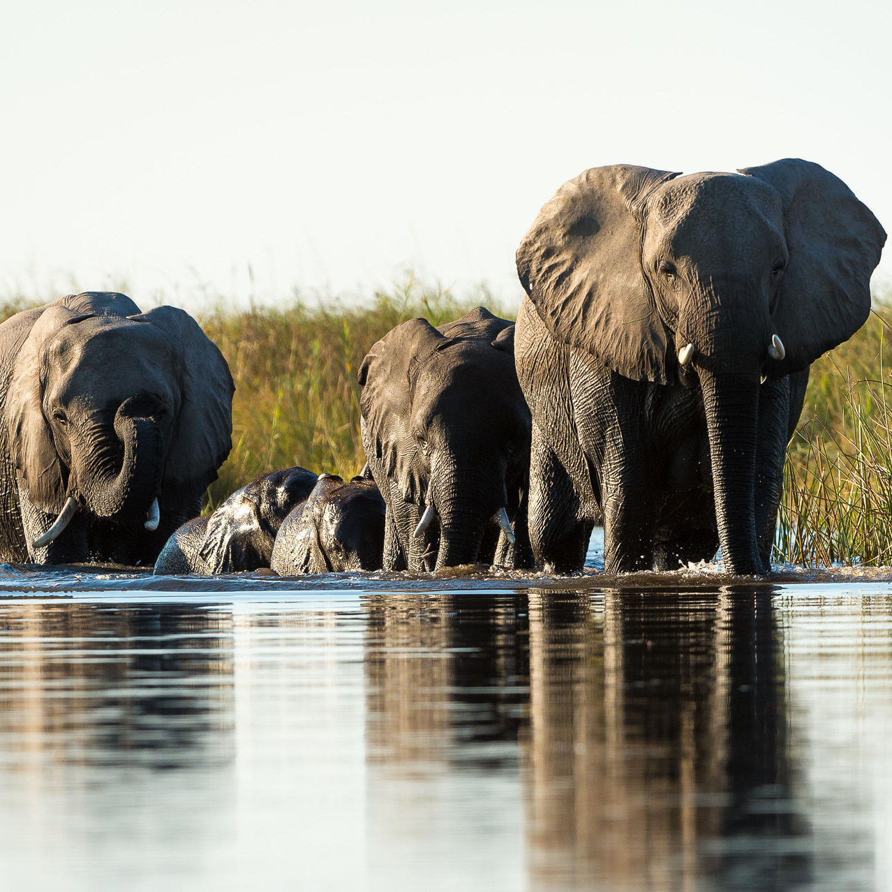 Essential Botswana Safari 