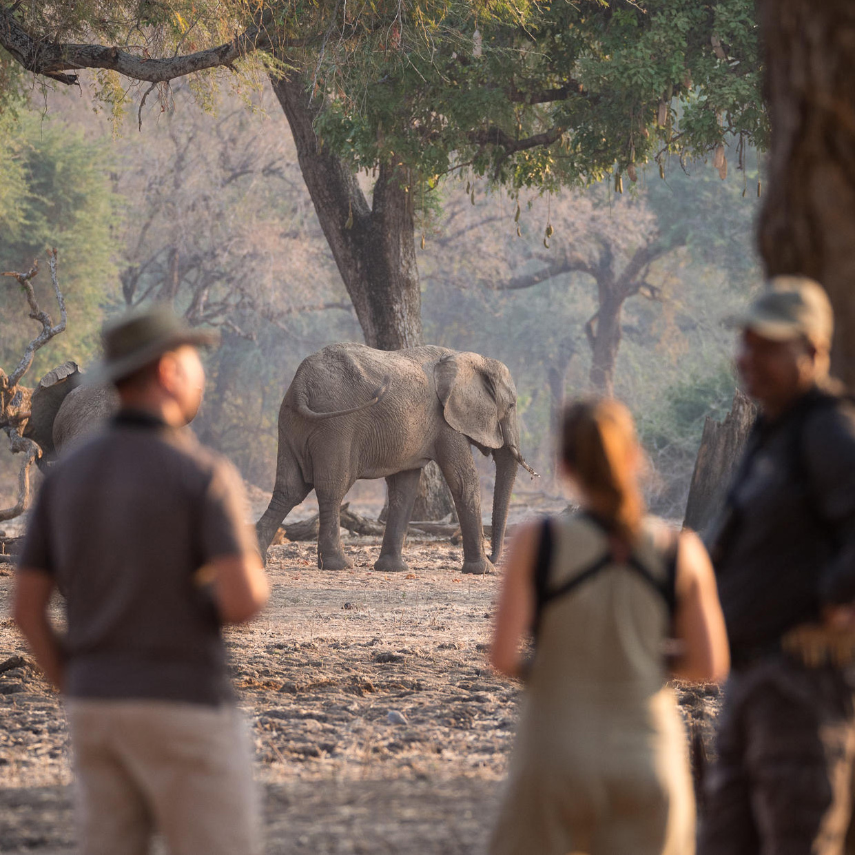 Elephants, Walking and Great Lakes