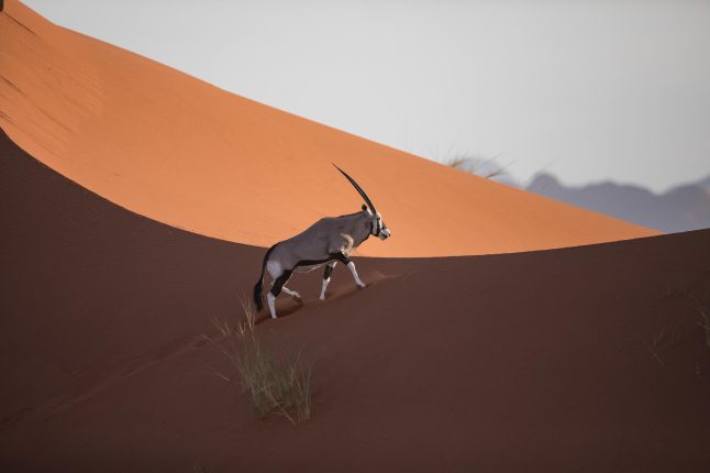 scenic-helicopter-flight-oryx-andbeyond-sossusvlei_2