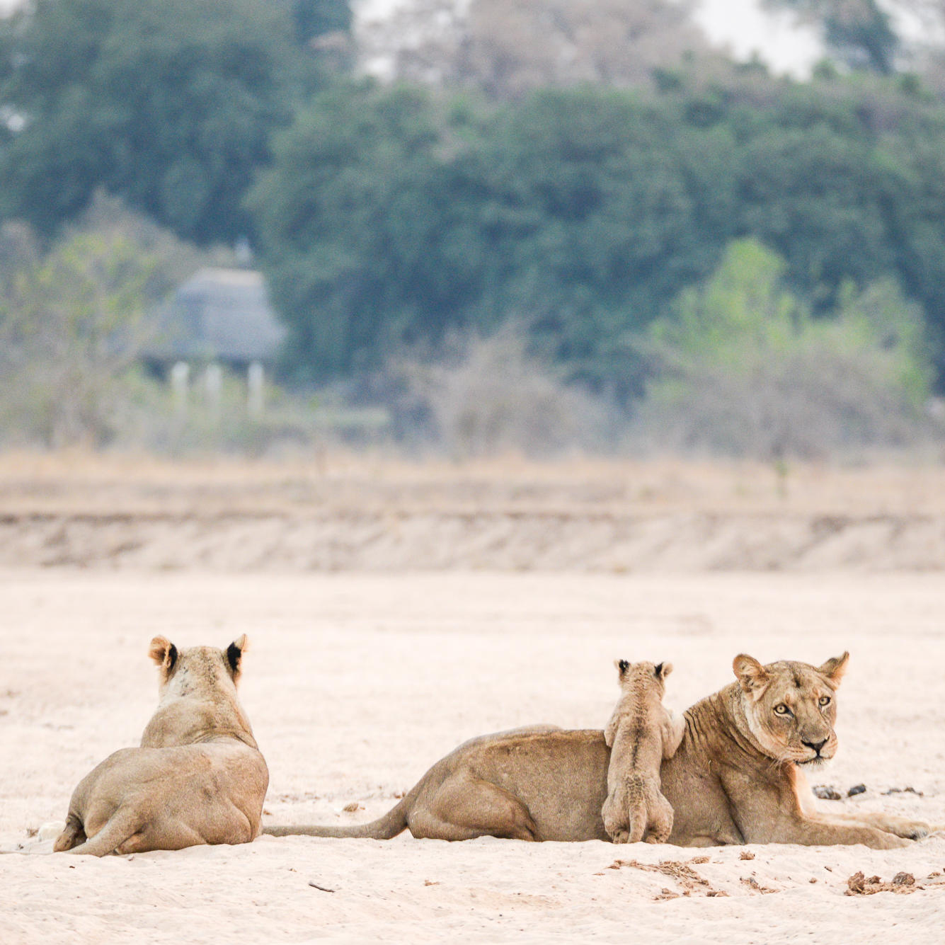 Victoria Falls to Ancient Wilderness
