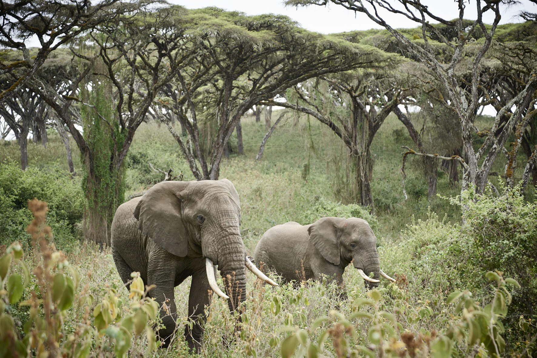 game drive elephants
