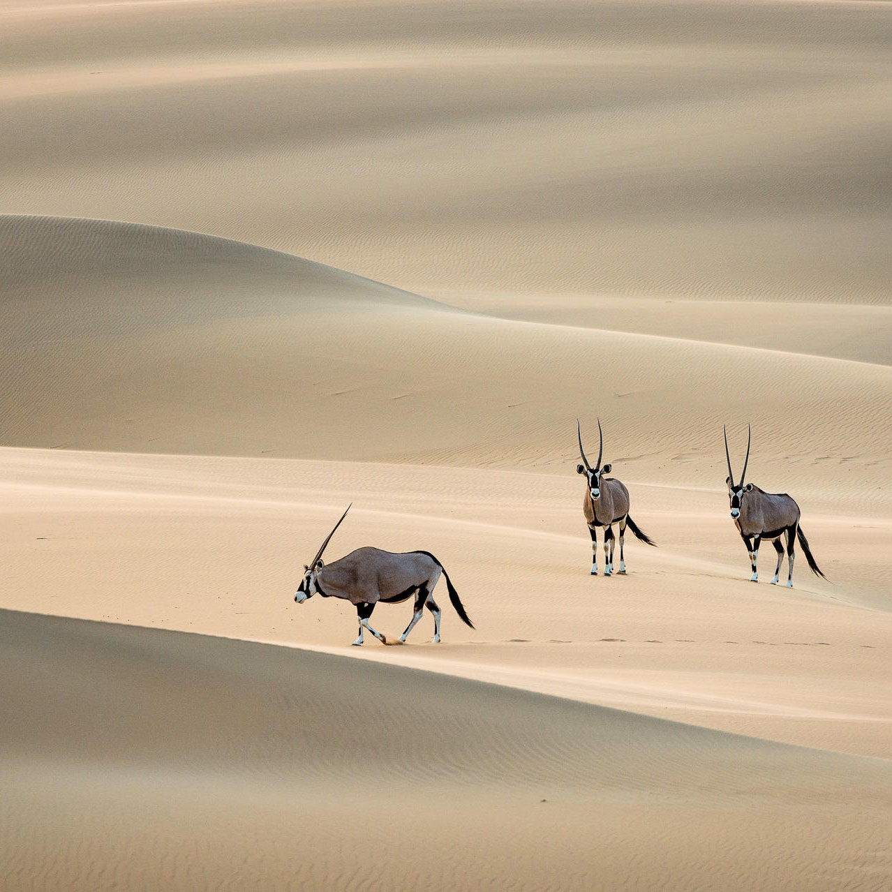Namibia Flying Safari 