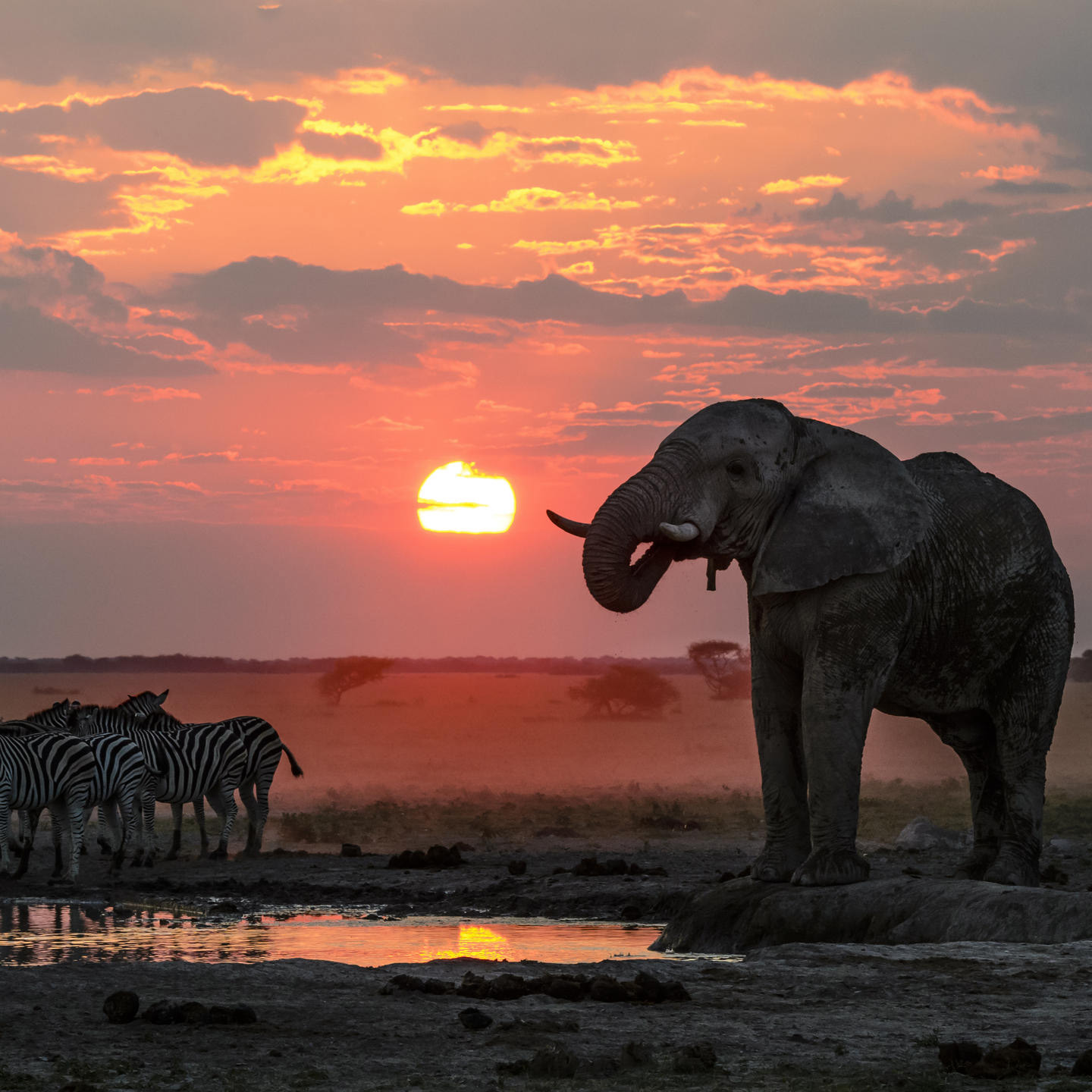 Zebra Migration & Okavango Delta 