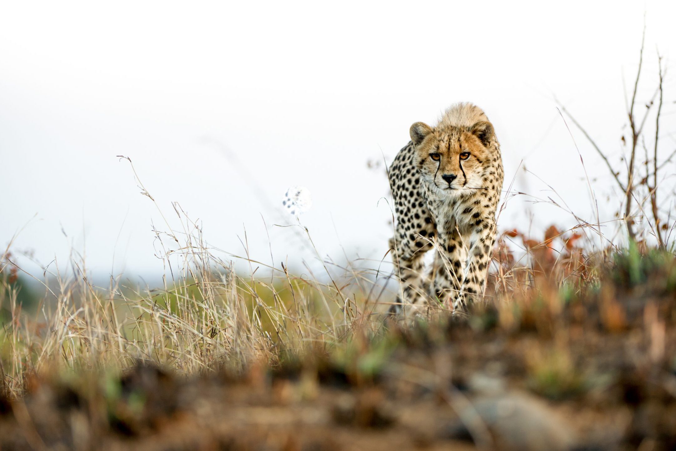 cheetah singita kruger national park scaled copy
