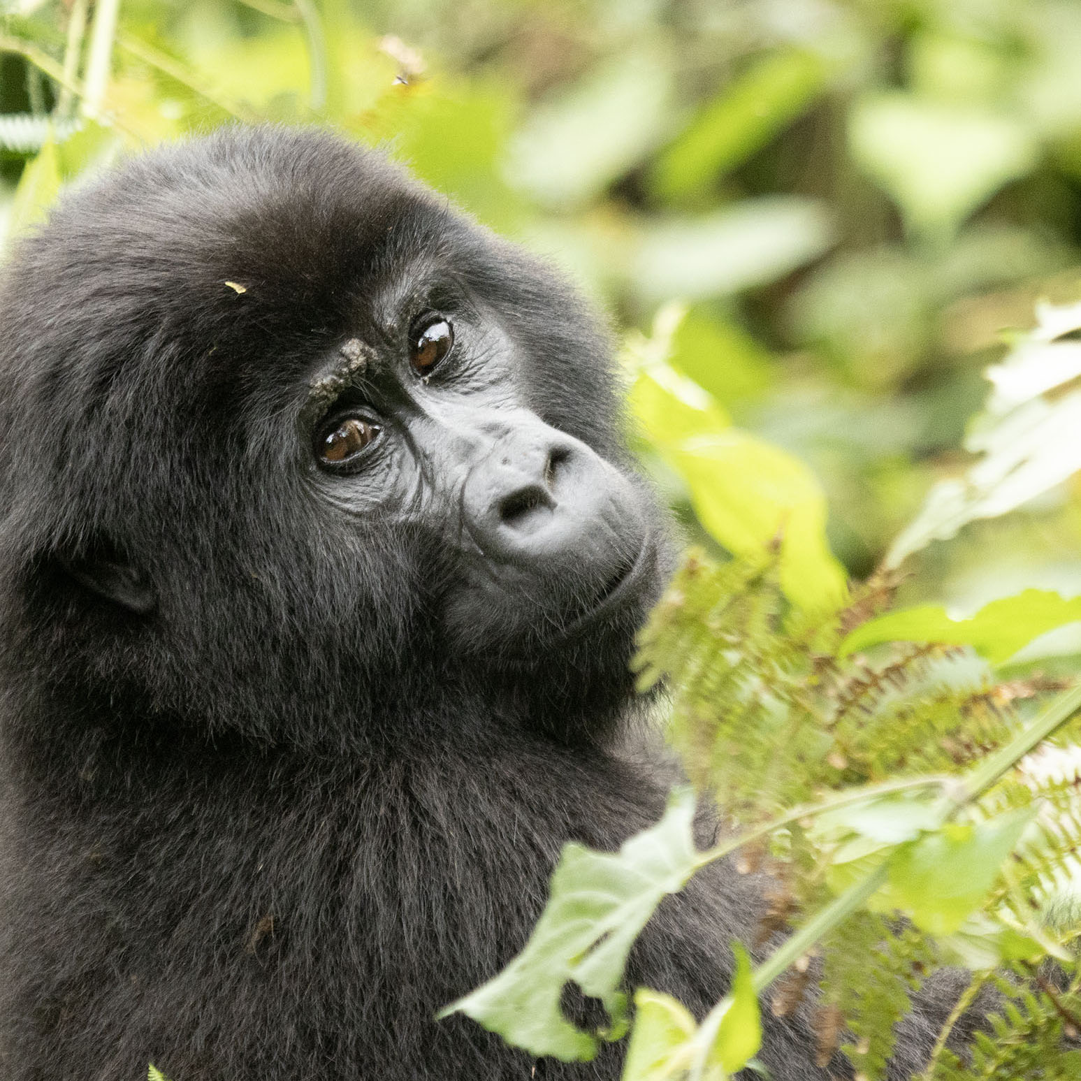 Bwindi Impenetrable Forest | Gorilla Trekking 