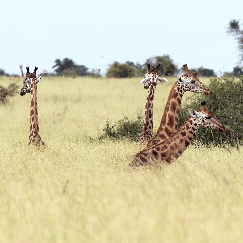 Murchison Falls National Park
