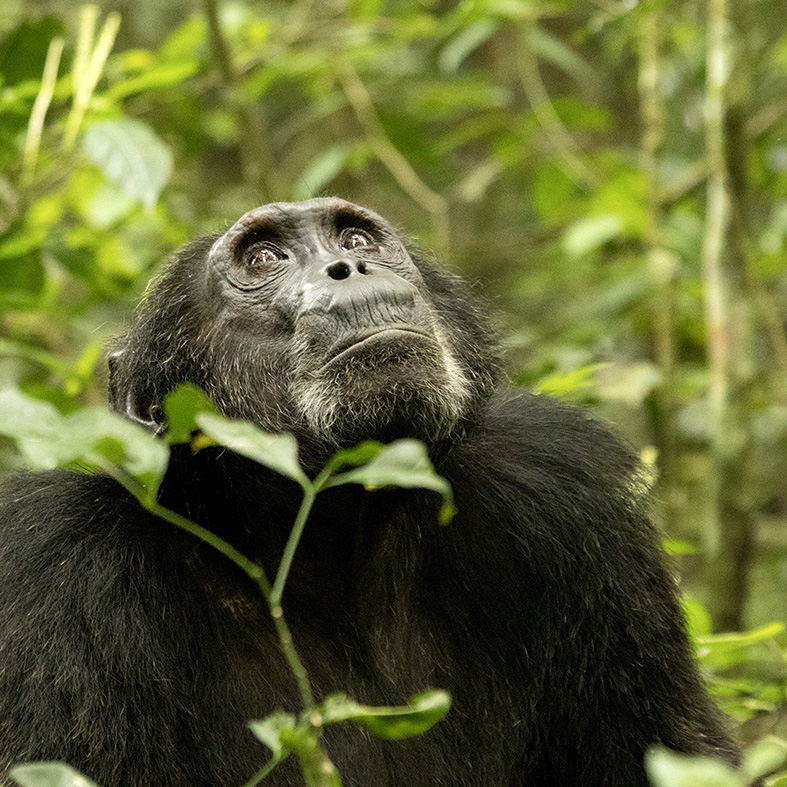 Kibale National Park
