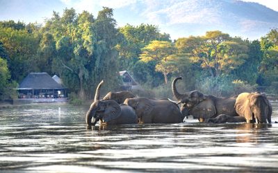chiawa-camp-a-wildlife-paradise