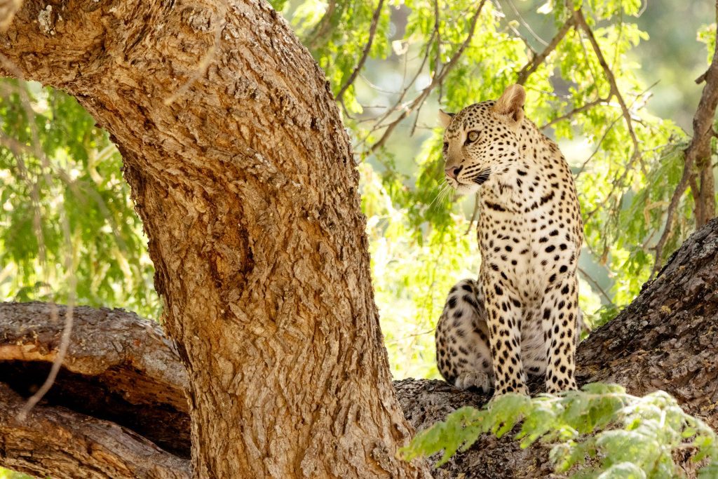 Leopard sight at Africa Bush Camps Lolebezi, Lower Zambezi National Park, Zambia