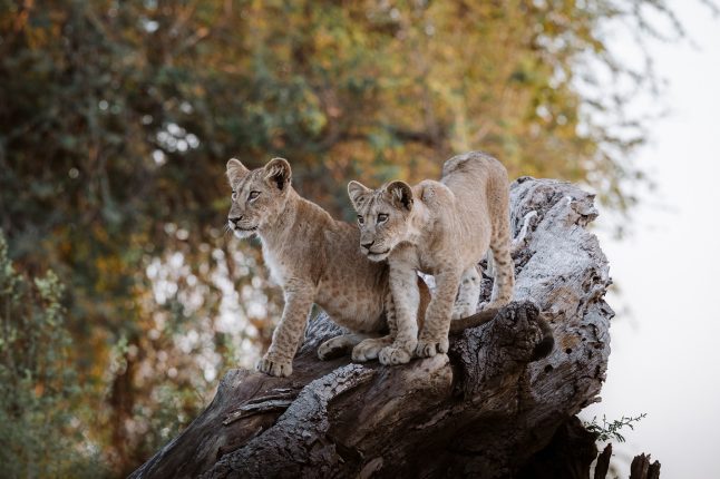 Lions at Africa Bush Camps Lolebezi, Lower Zambezi National Park, Zambia