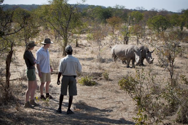 Rhino walking experience at Thorntree River Lodge, Mosi-Oa-Tunya National Park, Zambia