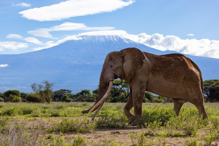 Angama Amboseli, Kenya