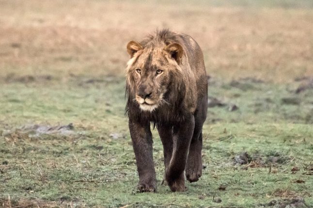 Lion in the Busanga Plains in the Kafue National Park, Zambia