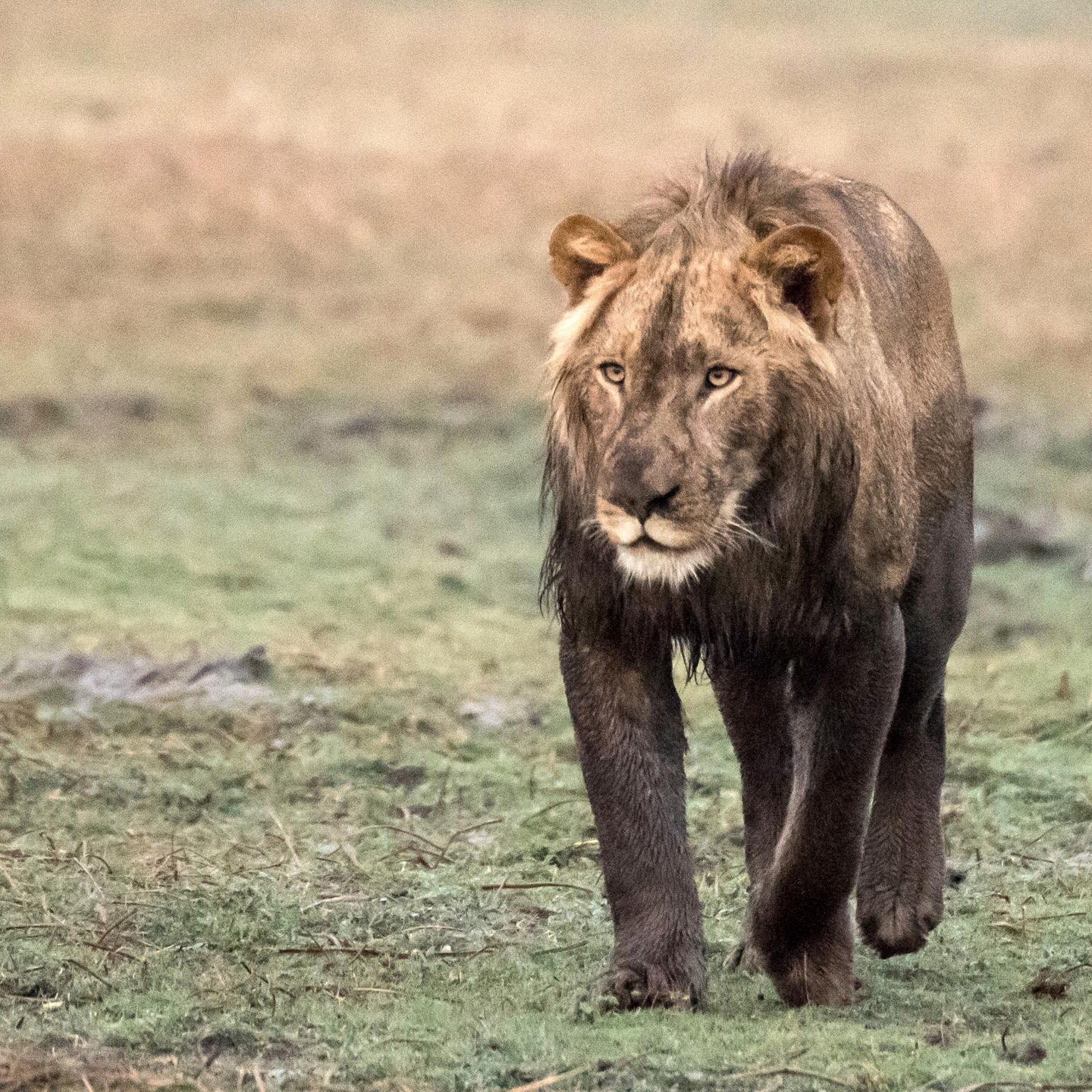 Kafue National Park (Busanga Plains)
