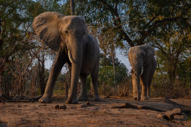 elephant-at-hide