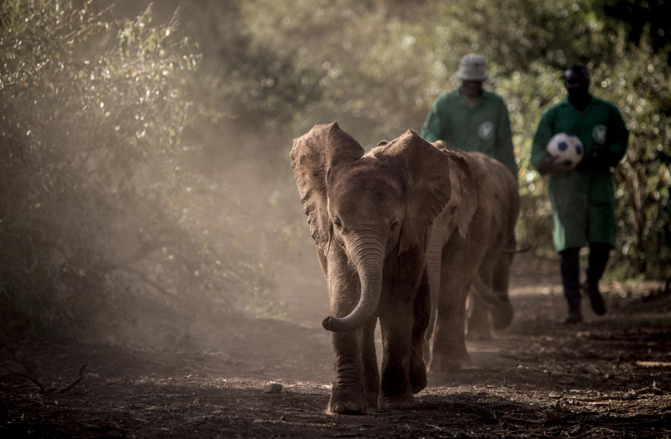 Sheldrick Elephant Centre, near Giraffe Manor, Nairobi, Kenya 