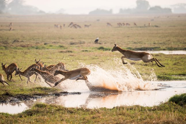 Busanga Plains, Kafue National Park, Zambia