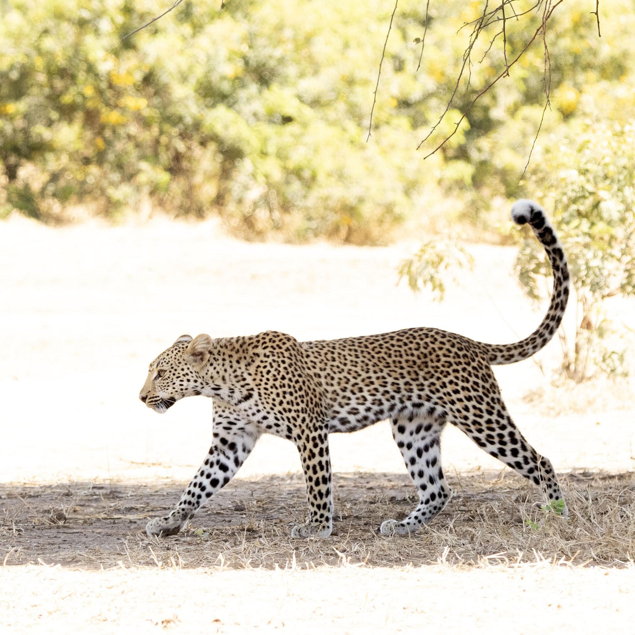 Lower Zambezi | Zambia 