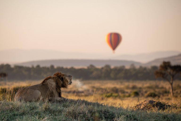 Lion in Masai Mara, Kenya
