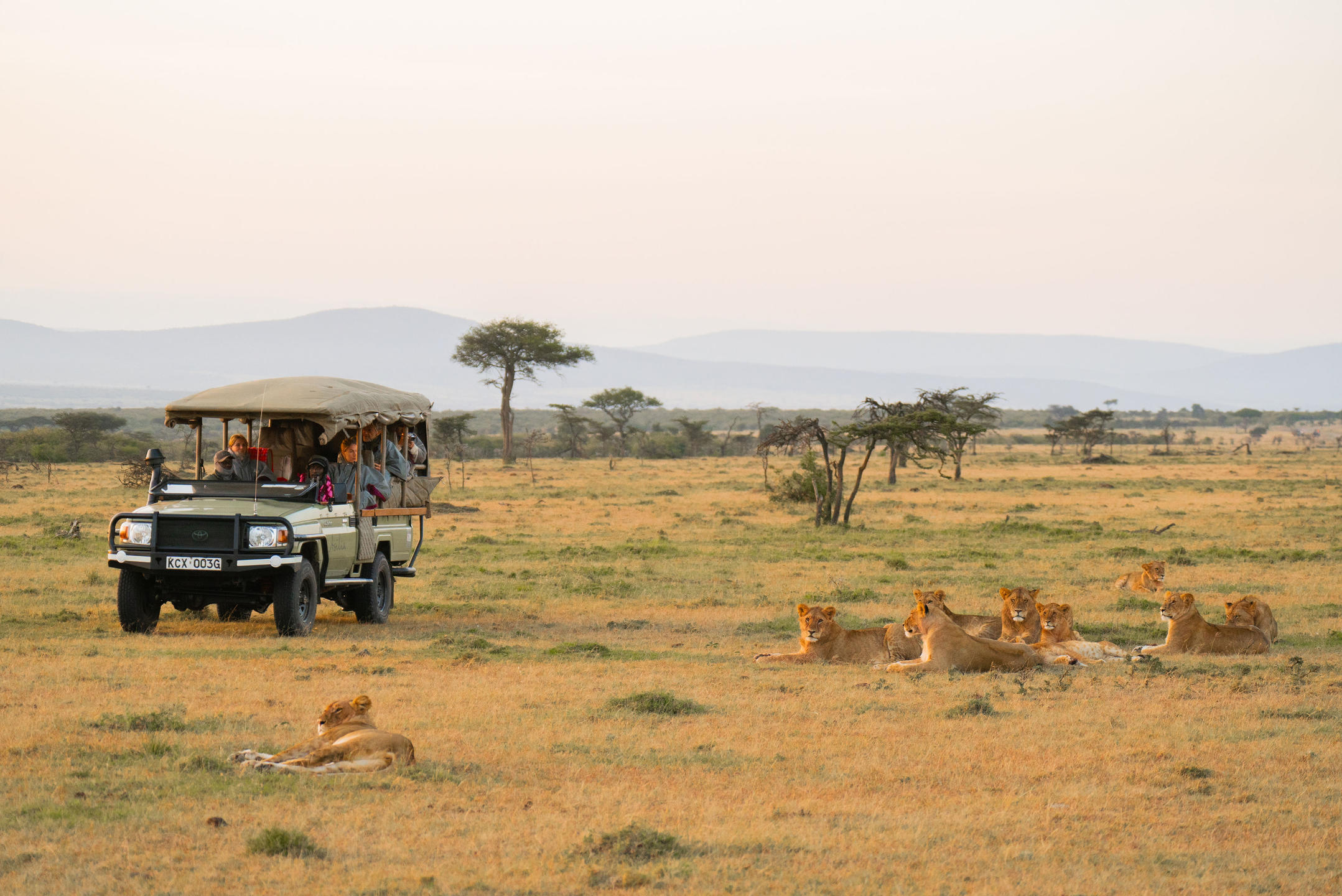 Game drive at Naboisho Camp, Masai Mara, Kenya