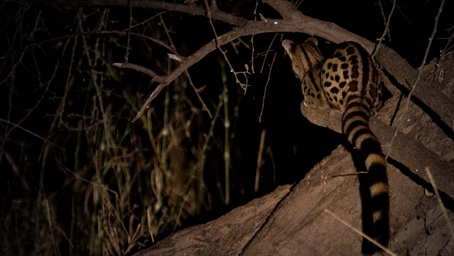 Night drive - spotted genet - Lolebezi, Lower Zambezi, Zambia 