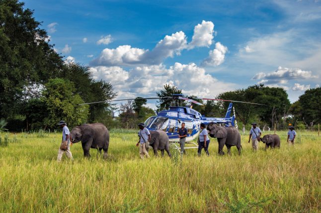helicopter_horizons_with_elephants_walking