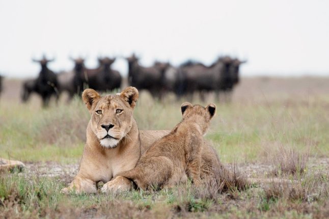lioness-and-cub-liuwa-national-park-zambia-23169-daan-smit-12-1-copy
