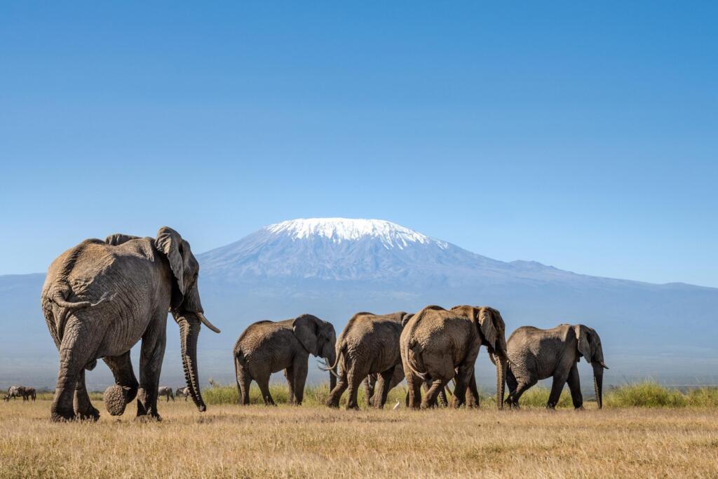 Amboseli