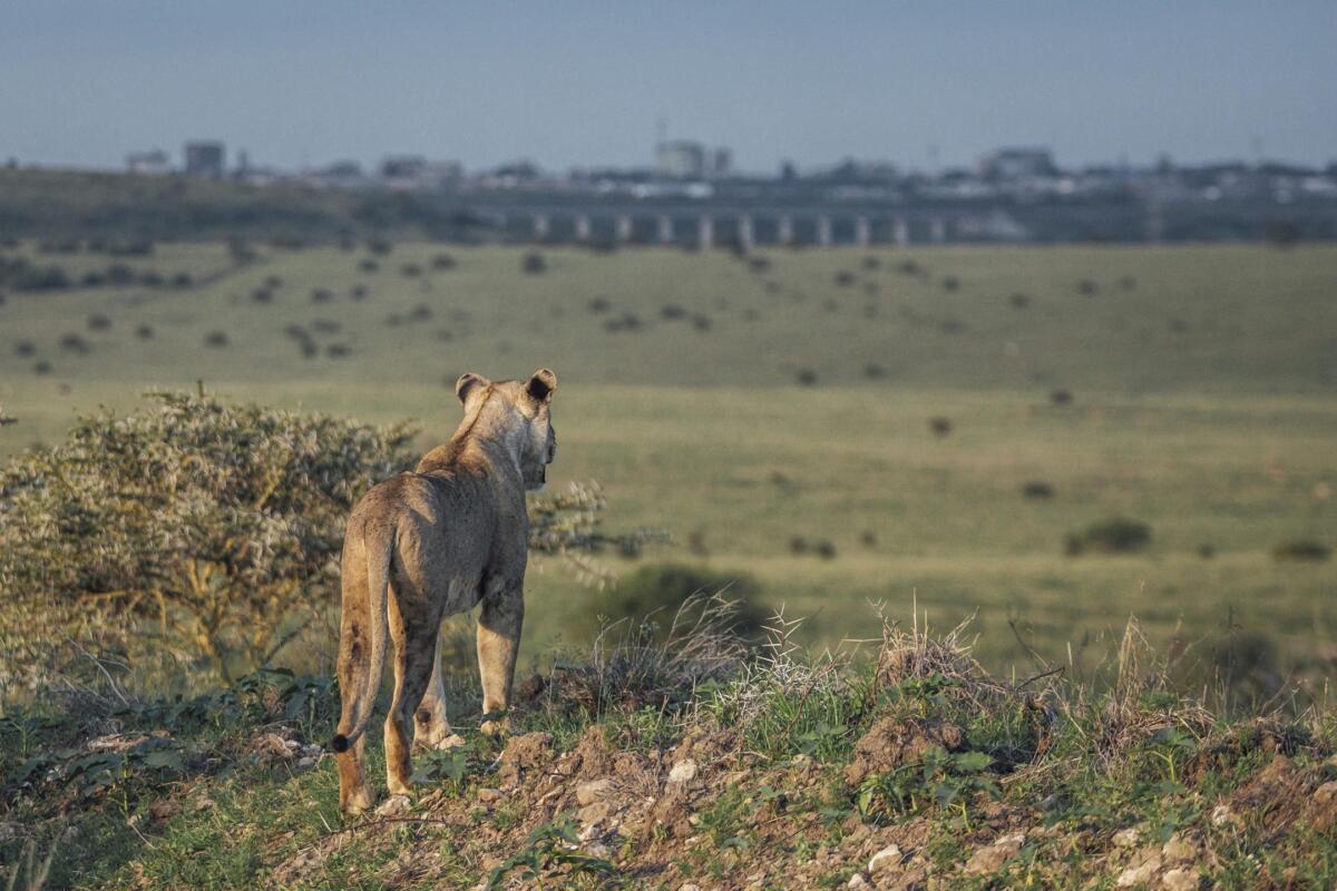 Lion in the Nairobi National Park, Kenya