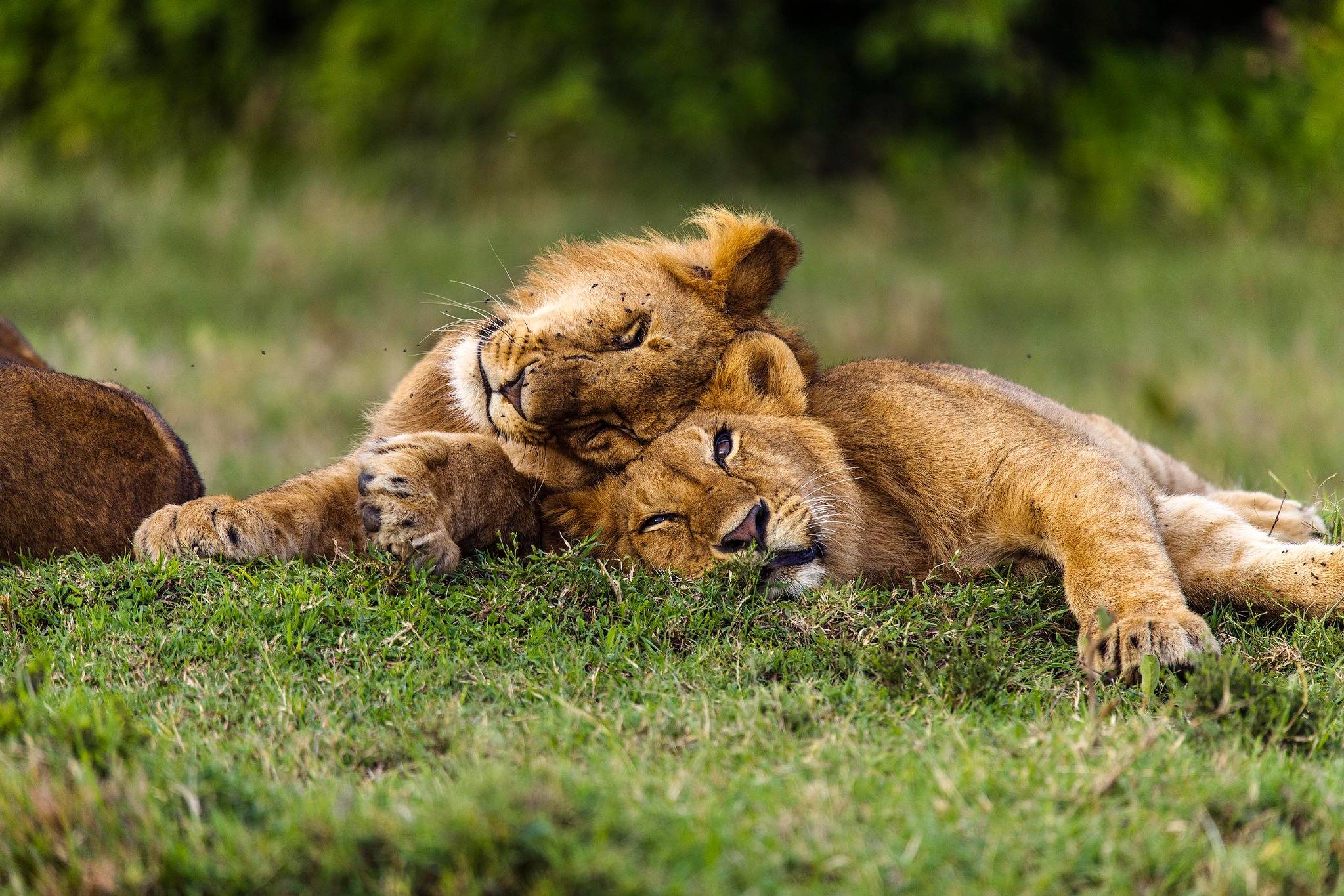 Masai Mara, Maasai Mara, Kenya, African Safari, Great Migration