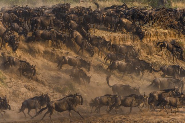 Masia Mara, Great Migration, Migration Crossings