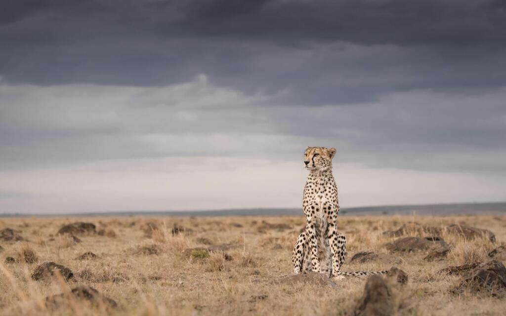 Cheetah at Little Governors’ Camp, Masai Mara National Reserve, Kenya. Maasai Mara