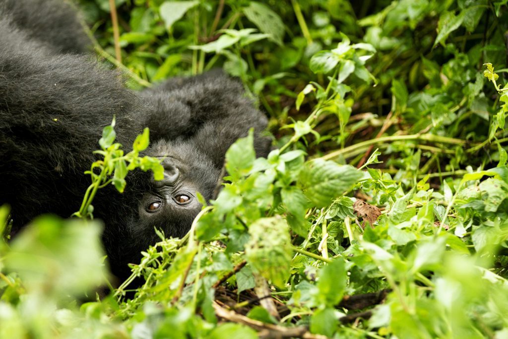 Rwanda Safari, Gorilla Trekking, Gorilla Tours, Rwanda, Gorilla, Uganda
